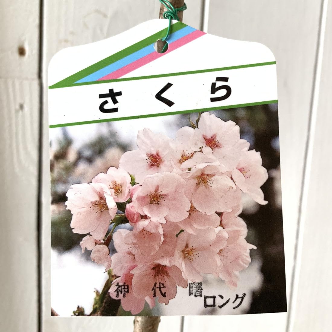 Amazon.co.jp: 桜 苗木 神代曙 12cmロングポット苗 じんだいあけぼの